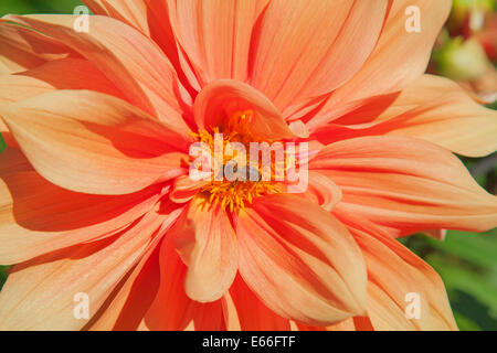 Colorful dahlia flower with bee Stock Photo