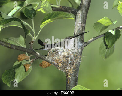 Black-chinned Hummingbird - Archilochus alexandri Stock Photo