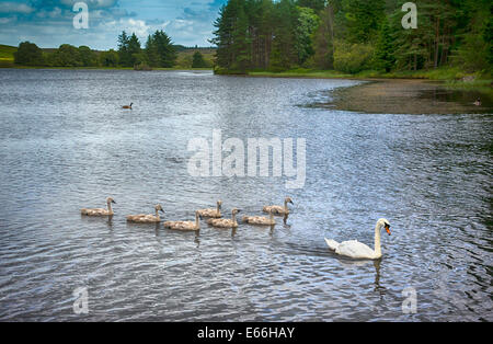 Mute Swan and Cygnets Swimming on a Loch Stock Photo