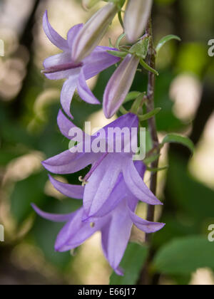 creeping bellflower, Campanula rapunculoides, close up of flowers on their raceme, Oslo Norway Stock Photo