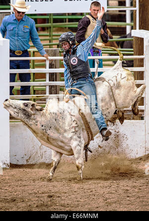 Cowboy riding a steer in the bull riding competition, Chaffee County Fair & Rodeo Stock Photo