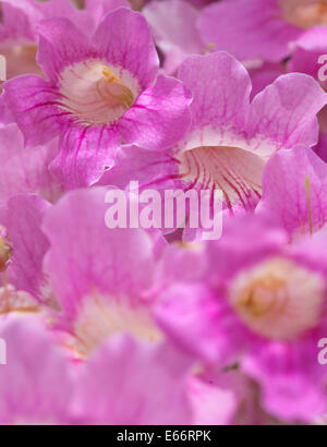 aundant flowering of pink tekoma pandorea background Stock Photo
