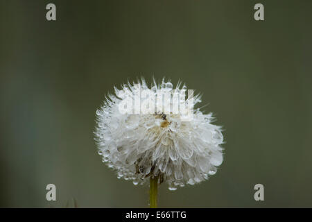 Morning dew on a dandelion Stock Photo