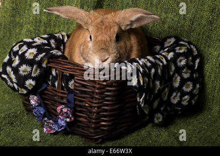 Bunny rabbit in a basket Stock Photo
