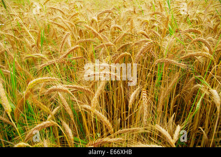 Ears of grain close-up. Triticale, a hybrid of wheat and rye growing on a field. Stock Photo