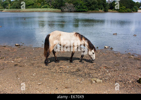 A beautiful New Forest pony at Beaulieu Stock Photo