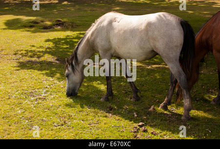 New Forest ponies grazing in the countryside at Brockenhurst Stock Photo