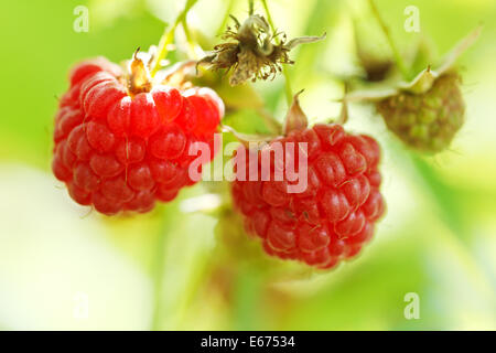 two ripe fruit of red raspberry on green bush close up in garden in summer Stock Photo