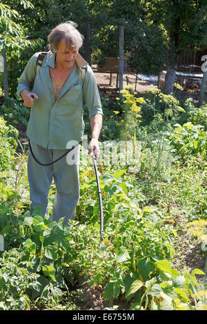 farmer sprays pesticide on potato plantation in garden in summer Stock Photo