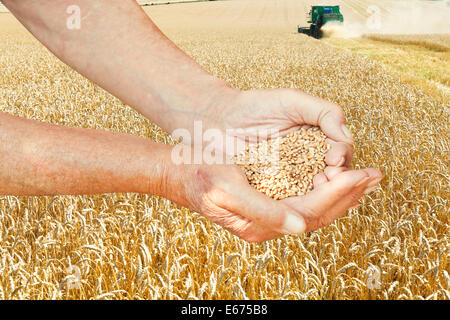 peasant hands hold handful with seeds on wheat field background Stock Photo