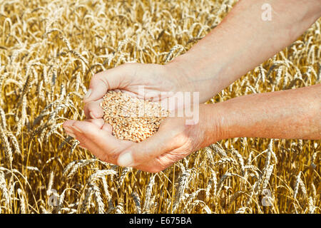 old man hands hold handful with seeds on wheat field background Stock Photo