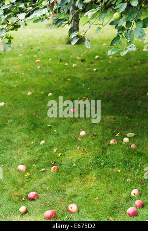 fallen ripe apples lie on green grass under apple tree in summer day Stock Photo