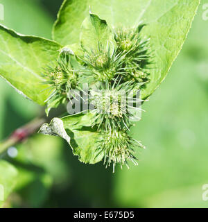 prickly heads of Arctium lappa (greater burdock) plant close up in summer day Stock Photo
