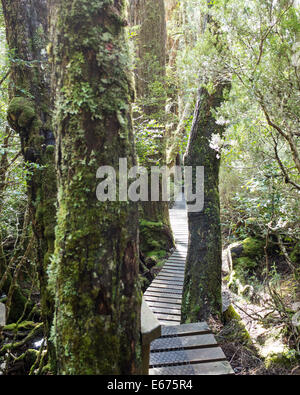 Rainforest, Overland track, Tasmania Stock Photo