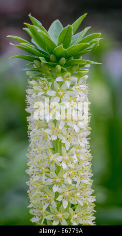 Close up of pineapple lily (eucomis comosa) flowers in bloom Stock ...