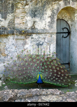 Peacock displaying tail feathers, Ewenny Priory, Bridgend, South Wales, UK. Stock Photo