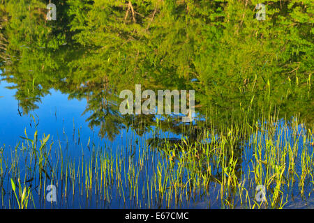 Eagle Lake Loop Carriage Road, Eagle Lake, Acadia National Park, Maine, USA Stock Photo