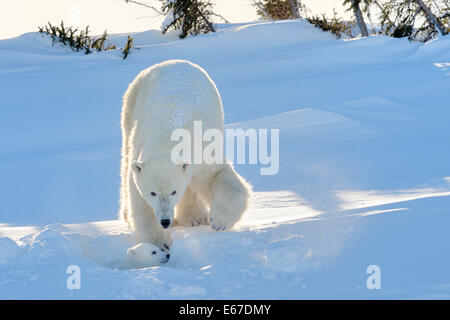 Polar bear (Ursus maritimus) mother with cub coming out freshly opened den, Wapusk national park, Canada. Stock Photo