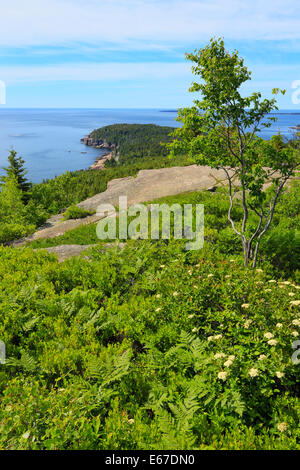 Otter Cliff seen from Gorham Mountain Trail, Acadia National Park, Maine, USA Stock Photo