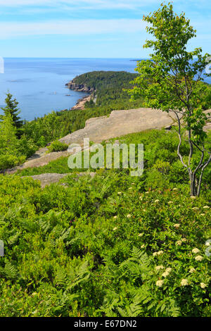 Otter Cliff seen from Gorham Mountain Trail, Acadia National Park, Maine, USA Stock Photo