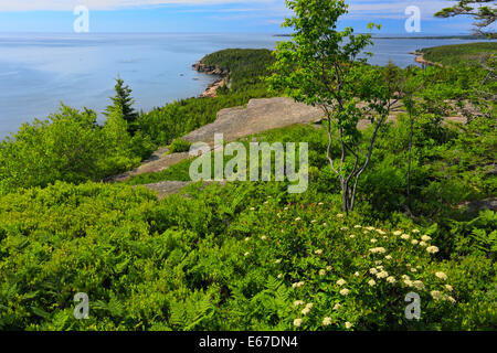 Otter Cliff seen from Gorham Mountain Trail, Acadia National Park, Maine, USA Stock Photo