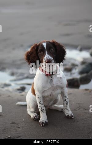 cute working type english springer spaniel pet gundog on a sandy beach Stock Photo