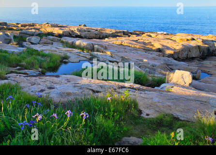 Wild Iris, Schoodic Point, Schoodic Peninsula, Acadia National Park, Maine, USA Stock Photo