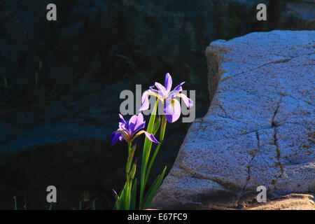 Wild Iris, Schoodic Point, Schoodic Peninsula, Acadia National Park, Maine, USA Stock Photo