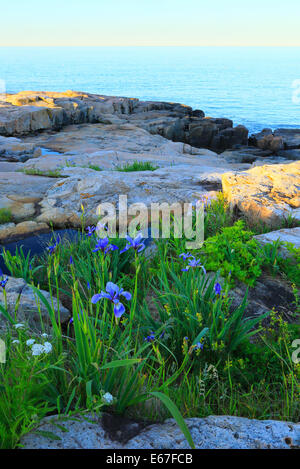 Wild Iris, Schoodic Point, Schoodic Peninsula, Acadia National Park, Maine, USA Stock Photo