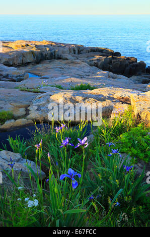 Wild Iris, Schoodic Point, Schoodic Peninsula, Acadia National Park, Maine, USA Stock Photo