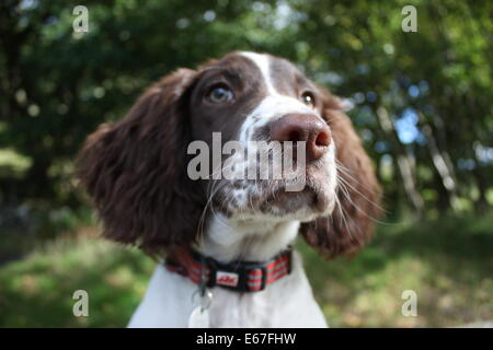 close up of a cute working type english springer spaniel pet gundog Stock Photo