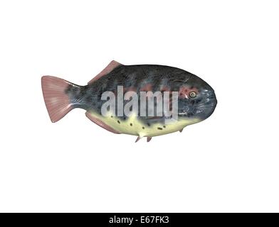 Fish Dapedium Stock Photo 66737561 Alamy