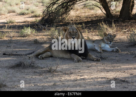 Male and Female Lion Kgalagadi Transfrontier Park - South Africa near Twee Rivieren rest camp Stock Photo