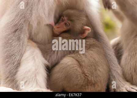 Japanese Snow Monkeys resting at the monkey onsen with baby feeding. Stock Photo