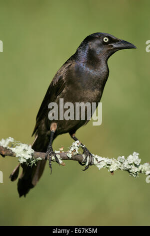 Common Grackle - Quiscalus quiscula - Adult female Stock Photo