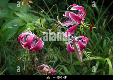 Flowers of the Orienpet lily, Lilium 'Black Beauty' Stock Photo
