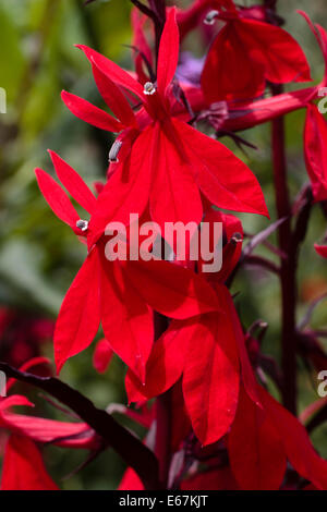 Bright crimson flowers of the moisture loving perennial Lobelia cardinalis 'Queen Victoria' Stock Photo