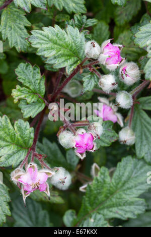 June flowers of the ghost bramble, Rubus thibetanus 'Silver Fern' Stock Photo