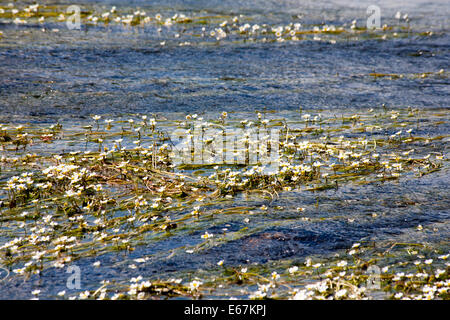 River Water-crowfoot The River Spey near  Speybridge Grantown-on-Spey near Aviemore Speyside Scotland Stock Photo