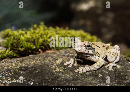 Gray Treefrog Stock Photo