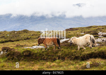 Ponies running wild on boggy moorland in Loch Druidibeg National Nature Reserve on island of South Uist Outer Hebrides Western Isles Scotland UK Stock Photo