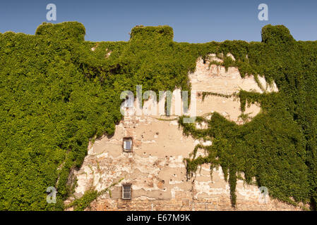 Wall in green ivy plants of parthenocissus quinquefolia Stock Photo