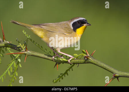 Common Yellowthroat - Geothlypis trichas - Adult male Stock Photo