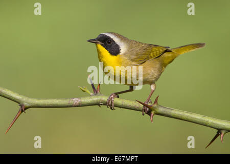 Common Yellowthroat - Geothlypis trichas - Adult male Stock Photo