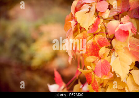 Vitaceae family ivy Parthenocissus quinquefolia vine Stock Photo