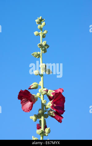 Common Hollyhock, Alcea rosea; Malvaceae stalk with buds and blossoms Stock Photo