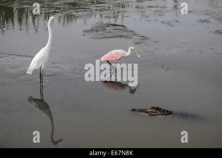 A Roseate spoonbill, a Great egret, and an American alligator have an encounter in a coastal wetland. Photographed in South Caro Stock Photo