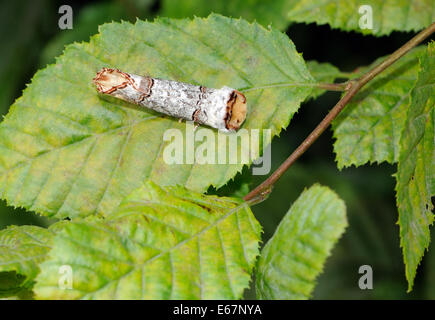 A Buff-tip moth (Phalera bucephala) at rest on a hornbeam (Carpinus betulus) leaf. The moth is camouflaged to look like a bird dropping or a piece of Stock Photo