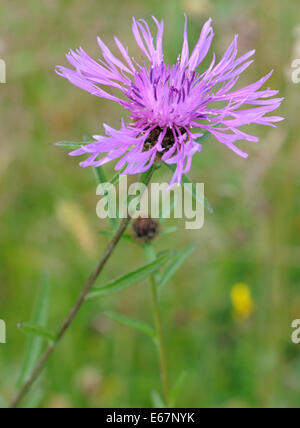 Flower of Common Knapweed (Centaurea nigra var. radiata), Bedgebury Forest, Kent, UK Stock Photo