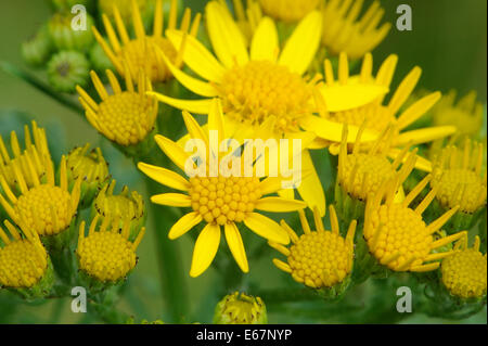 Flowers of Common Ragwort (Senecio jacobaea), Bedgebury Forest, Kent, UK. Stock Photo